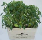 Greensmart Vegetable and Herb Grow Box - Large - Image 2