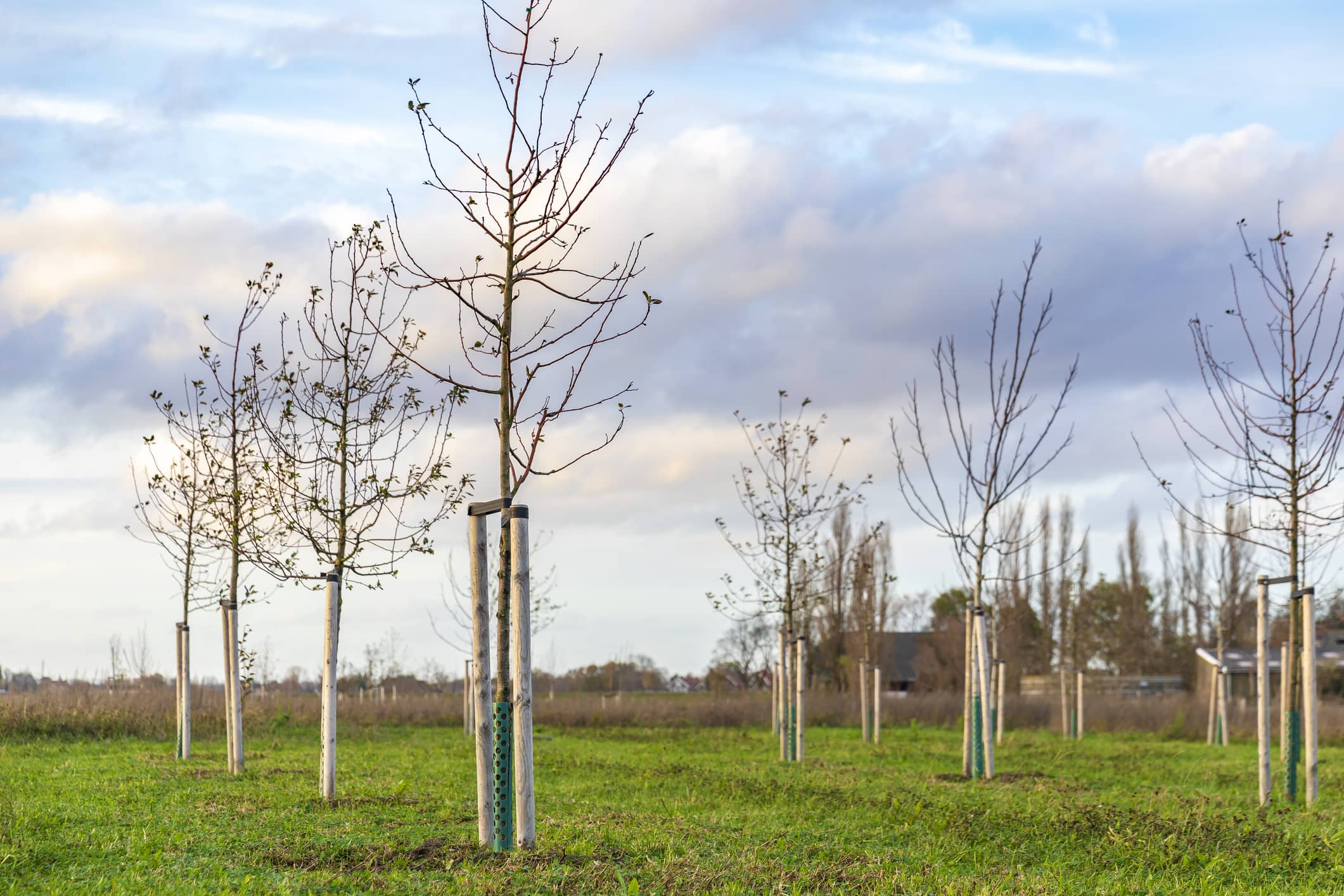 Planting young trees to grow a new forest