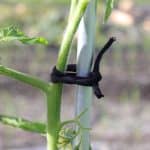 Soft Tie Plant Tie - Image 2