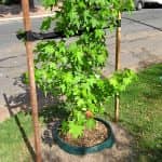 Greenwell Tree Surround Installation