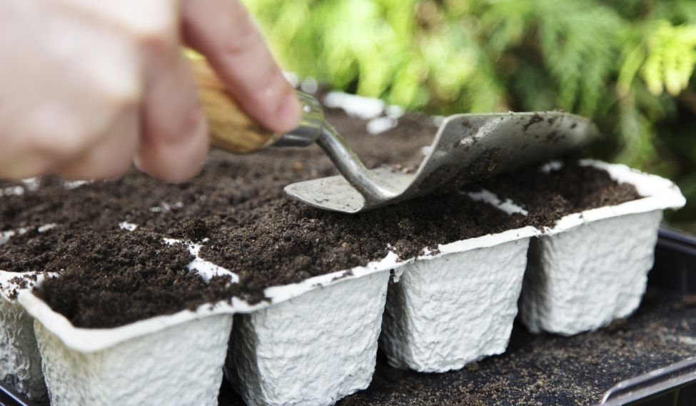 planting seeds in seed tray