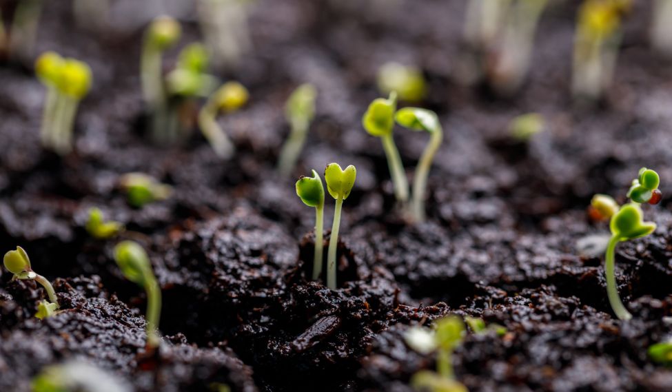 seedling