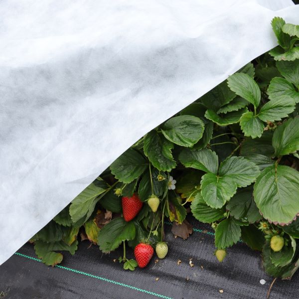 Frost Protection Fabric For Plants