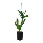 Bamboo Flower Sticks Green 450mm x 4/4.5mm - Image 2
