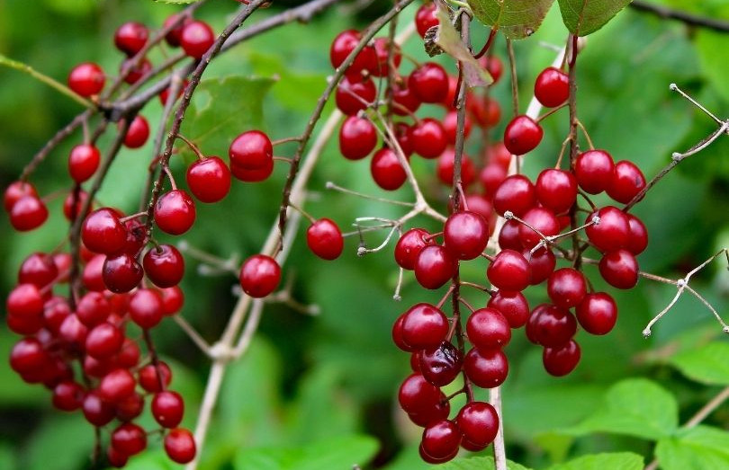 Berries