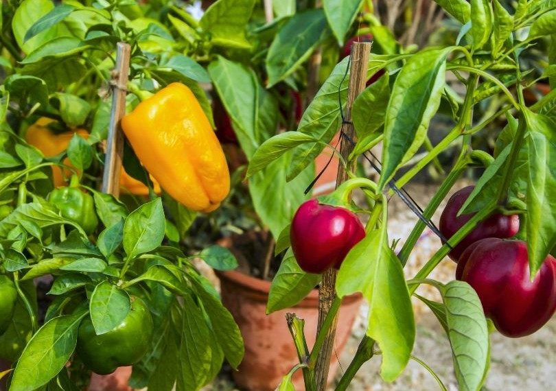 Capsicum