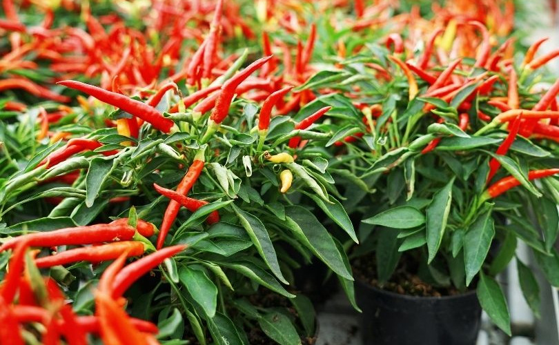 Chillies