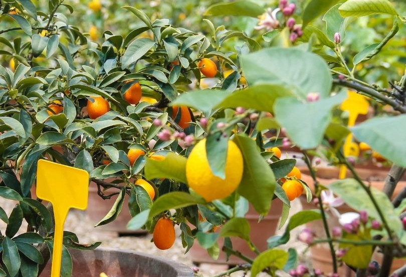 Citrus Trees