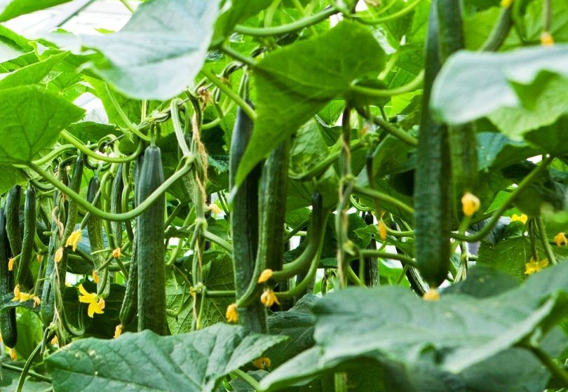Cucumbers