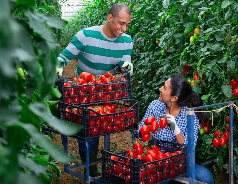 Growing Tomatoes in Greenhouse