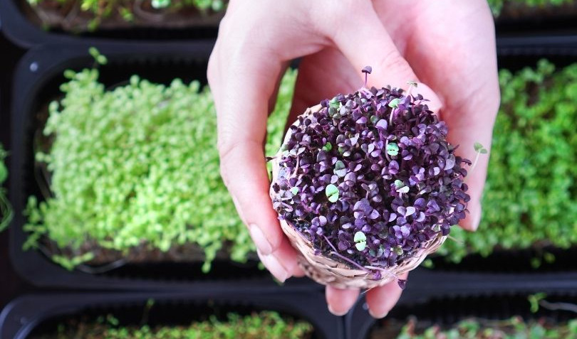 Herbs and Microgreens
