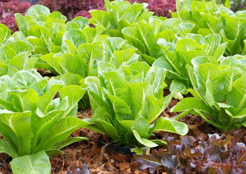 Lettuce and Leafy Greens