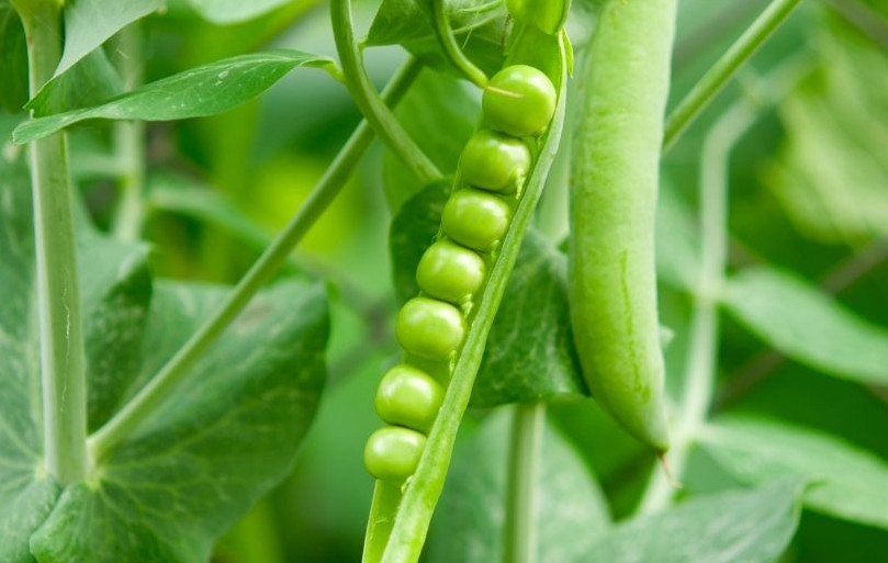 Peas