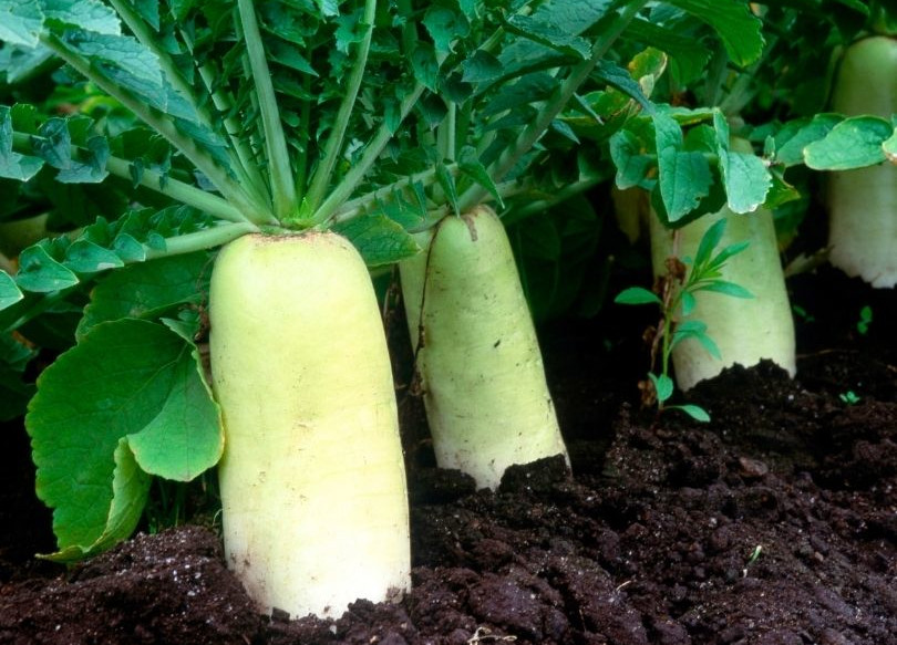 Radish