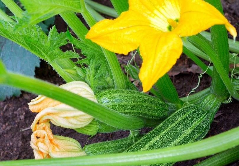 Zucchini