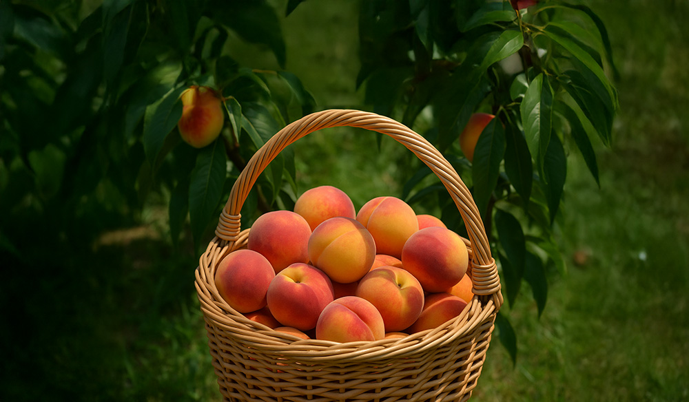 Undamaged fruit in a basket