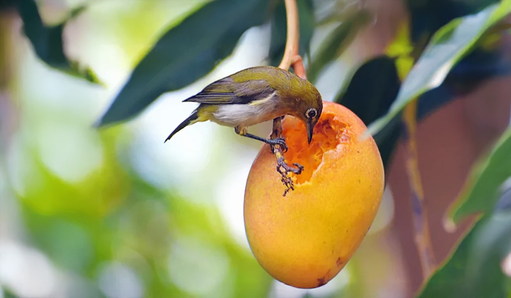 bird eating mango