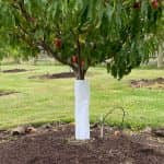 Tree Guard Sleeves - 450mm high x 170mm lay flat - Qty 600 - Heavy Duty - Image 2