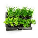 Holman - Freestanding Benchtop GreenWall