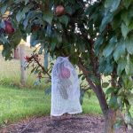 Fruit Protection Bags - Small