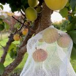 Fruit Protection Bags - Small - Image 3