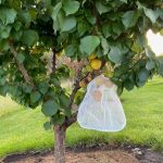 Fruit Protection Bags - Small - Image 2