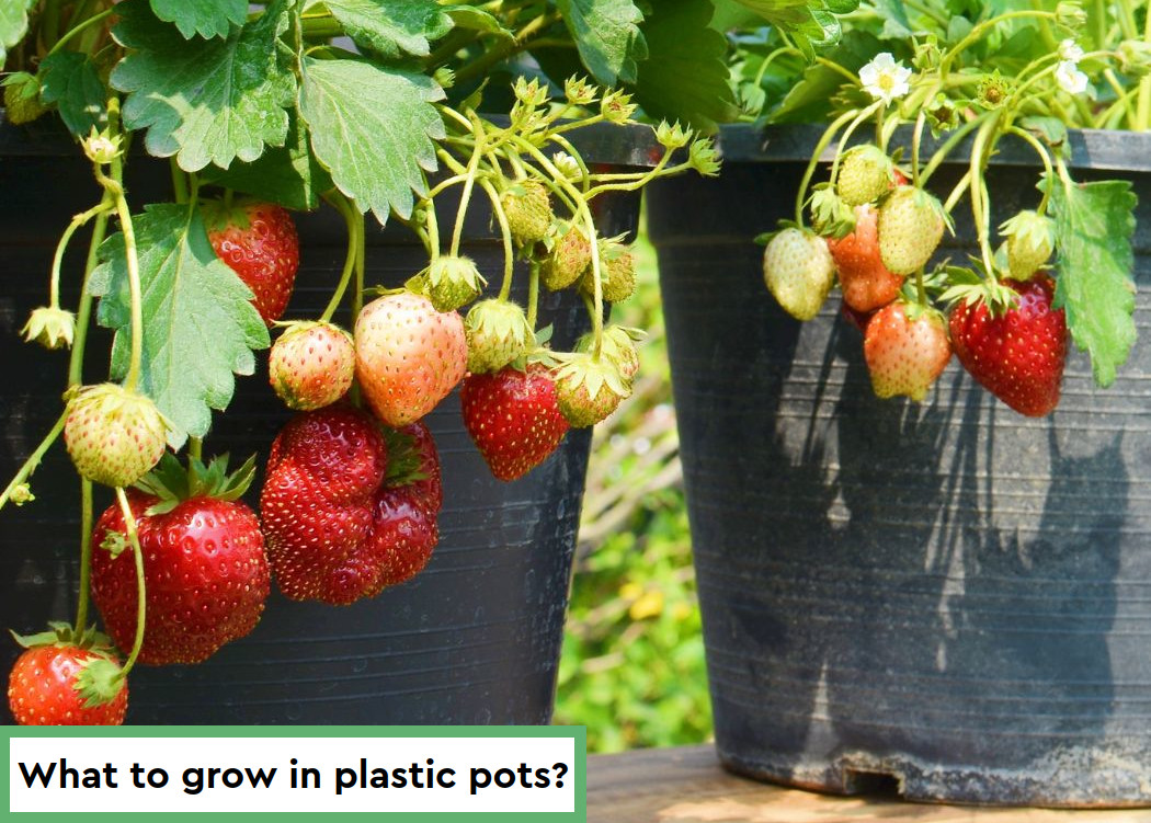 What to grow in plastic pots?