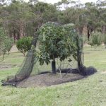 Anti Bird Netting - Wildlife Friendly - Black - 5m Wide - Image 3