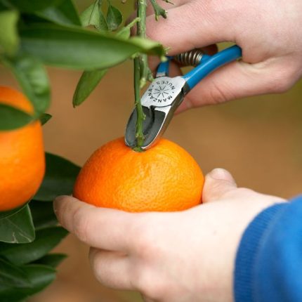 Manzana M95 Bypass Citrus Clipper (2)