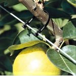 70mm Trellis Tie (Bag of 1000) (2)