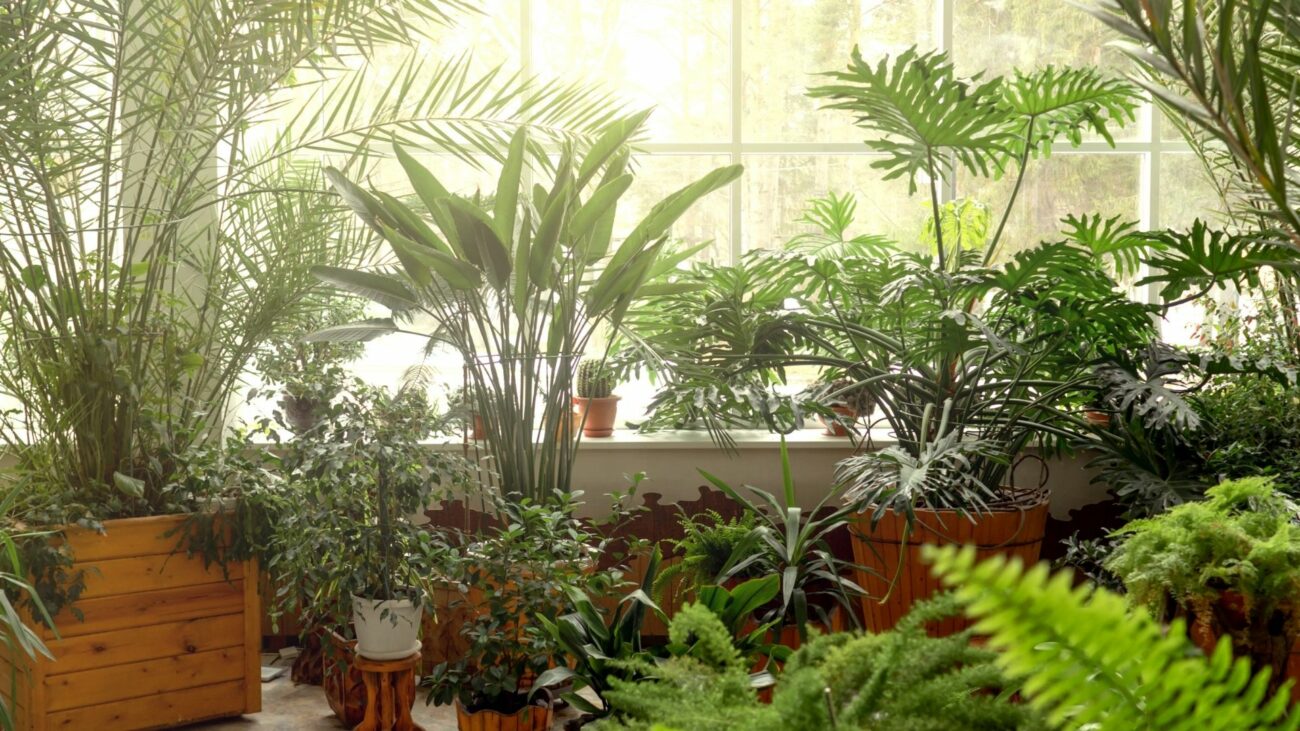 A beautiful, sunlit room filled with thriving indoor plants
