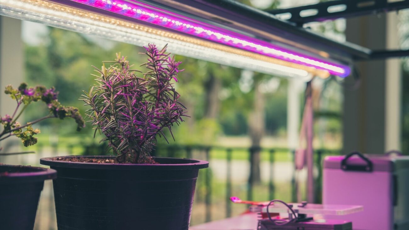 Indoor plants with grow lights