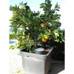 Autopot Smart Dripper Module - Image 4