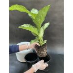 autopot midi smart pot 2