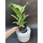 autopot midi smart pot 3