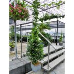 autopot square hanging basket 2