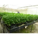 Autopot™ CapPlus tray 2