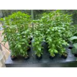 Autopot™ CapPlus tray 1