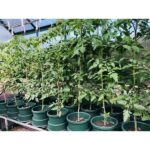 Intermediate 20 Pot Kit 1