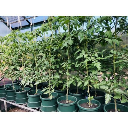 Intermediate 20 Pot Kit 1