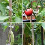 tomato clips 4