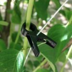 plant clips 2