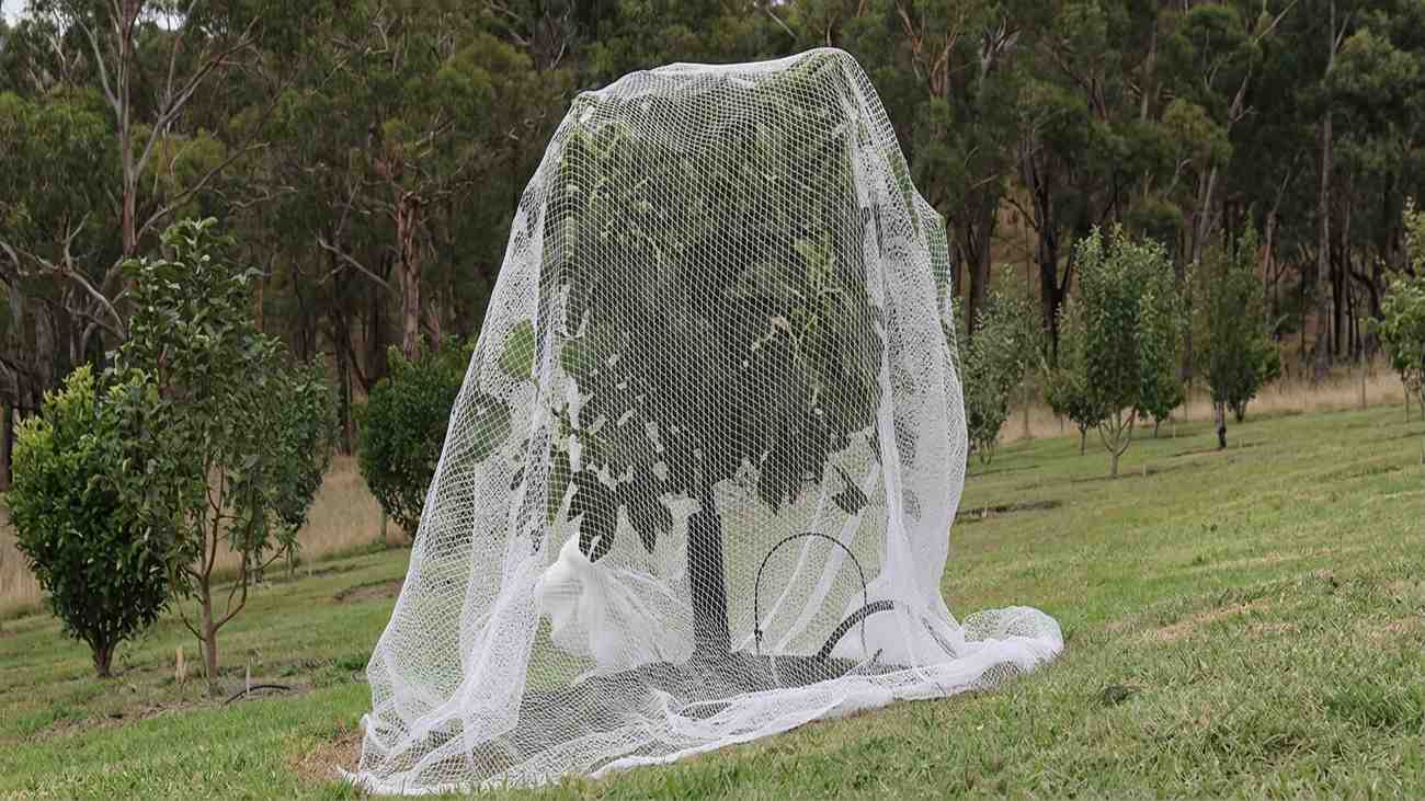 white bird net